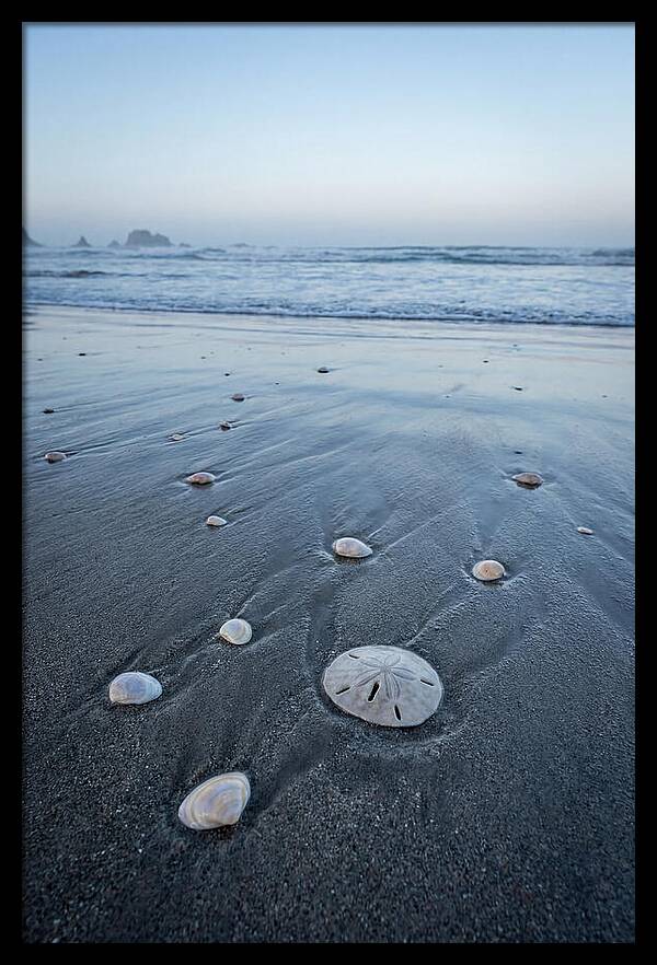 Sand Dollar Among Seashells
