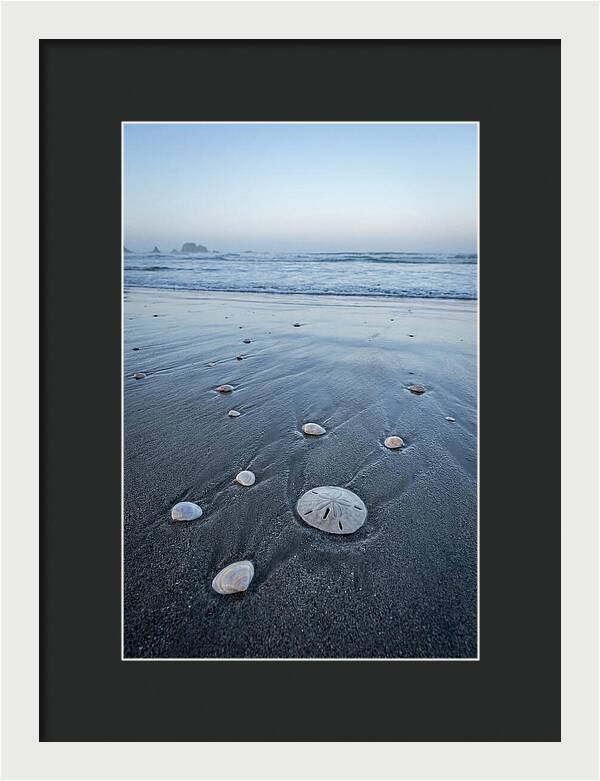 Sand Dollar Among Seashells