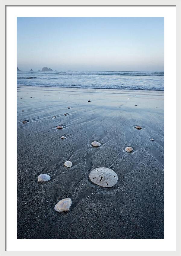 Sand Dollar Among Seashells
