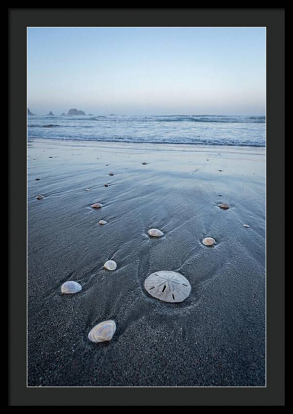 Sand Dollar Among Seashells