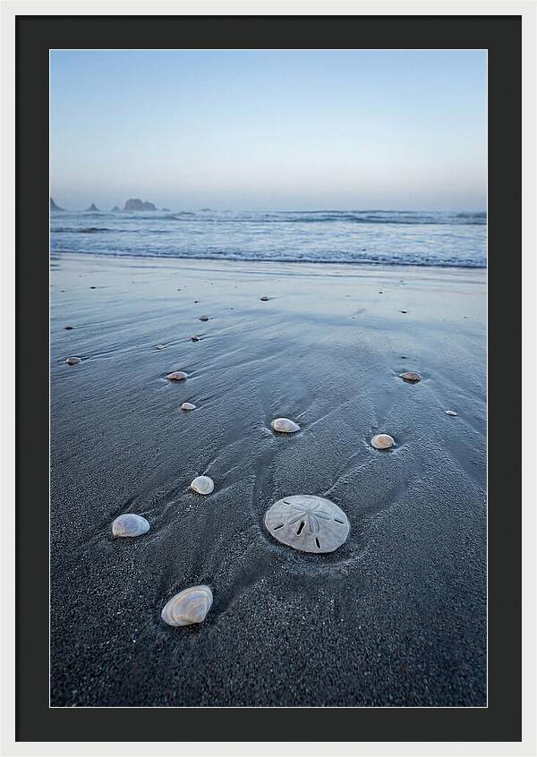 Sand Dollar Among Seashells