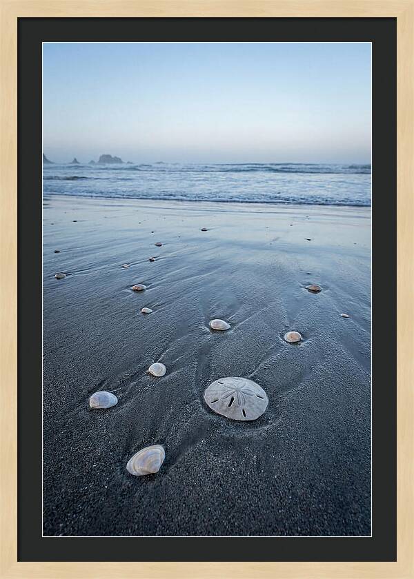 Sand Dollar Among Seashells