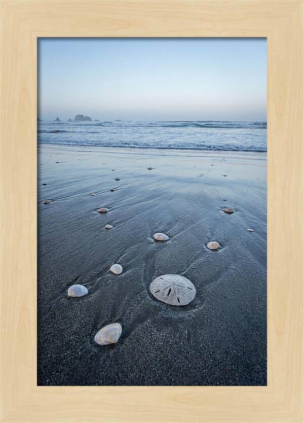 Sand Dollar Among Seashells