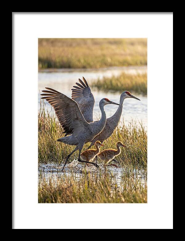 Sandhill Crane Family Running