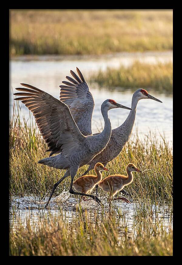 Sandhill Crane Family Running