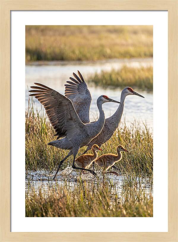 Sandhill Crane Family Running