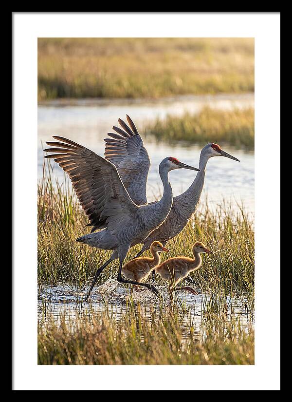 Sandhill Crane Family Running