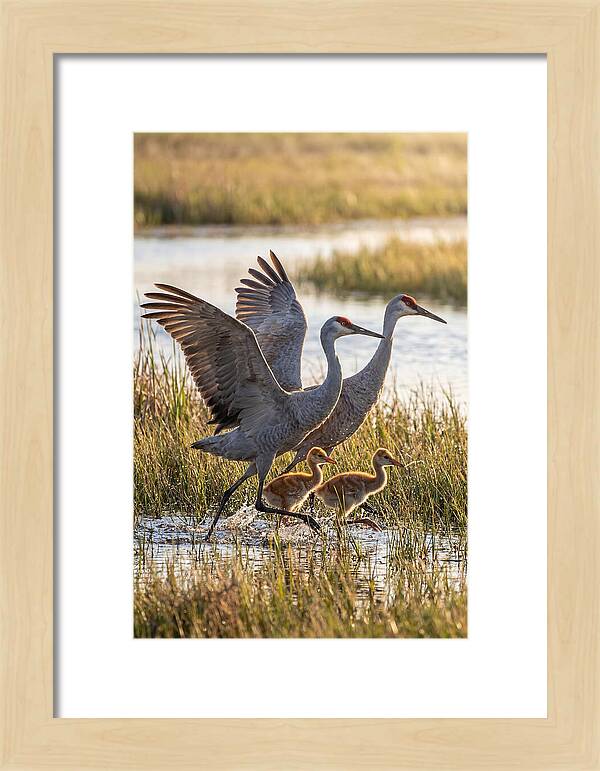 Sandhill Crane Family Running