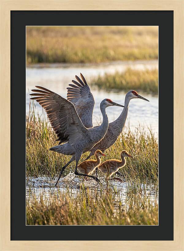 Sandhill Crane Family Running