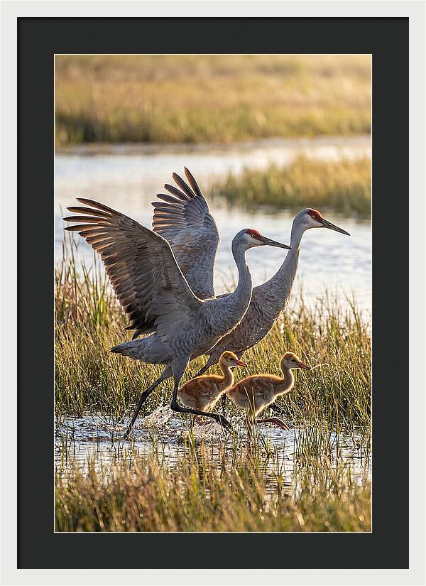 Sandhill Crane Family Running