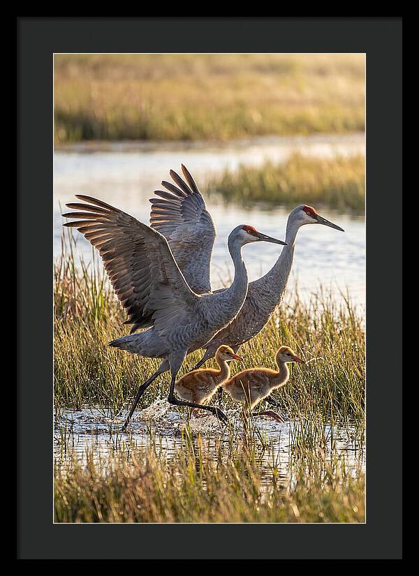 Sandhill Crane Family Running