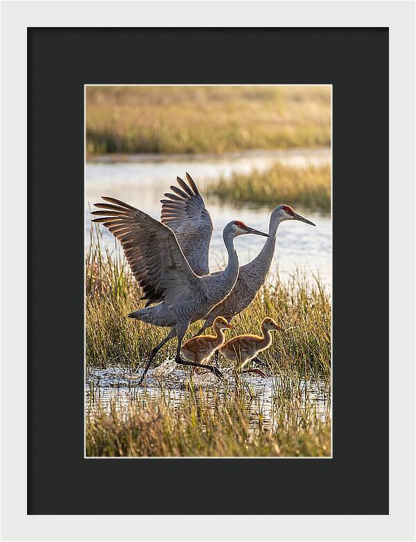 Sandhill Crane Family Running