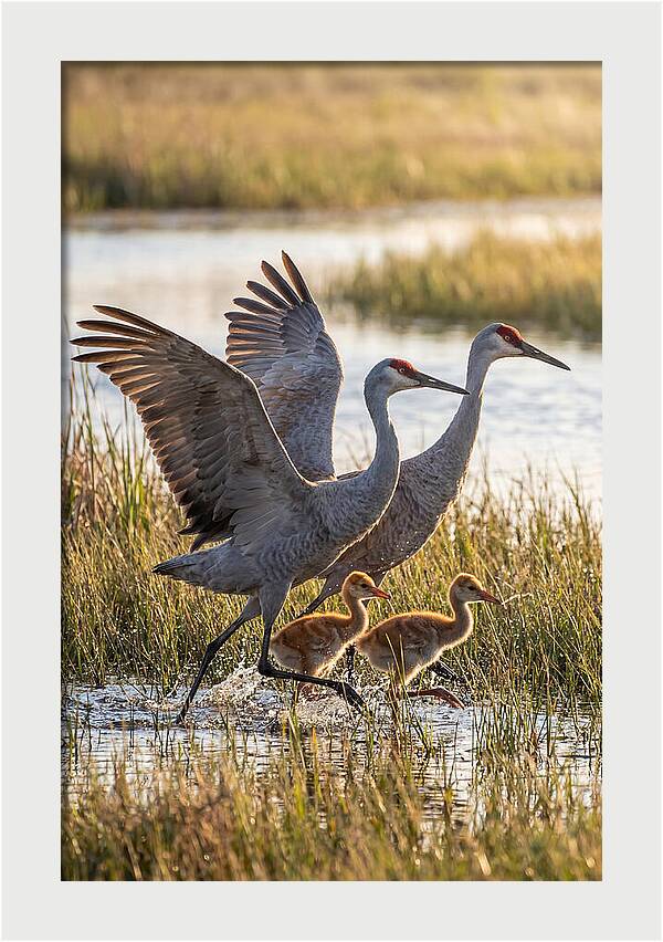Sandhill Crane Family Running