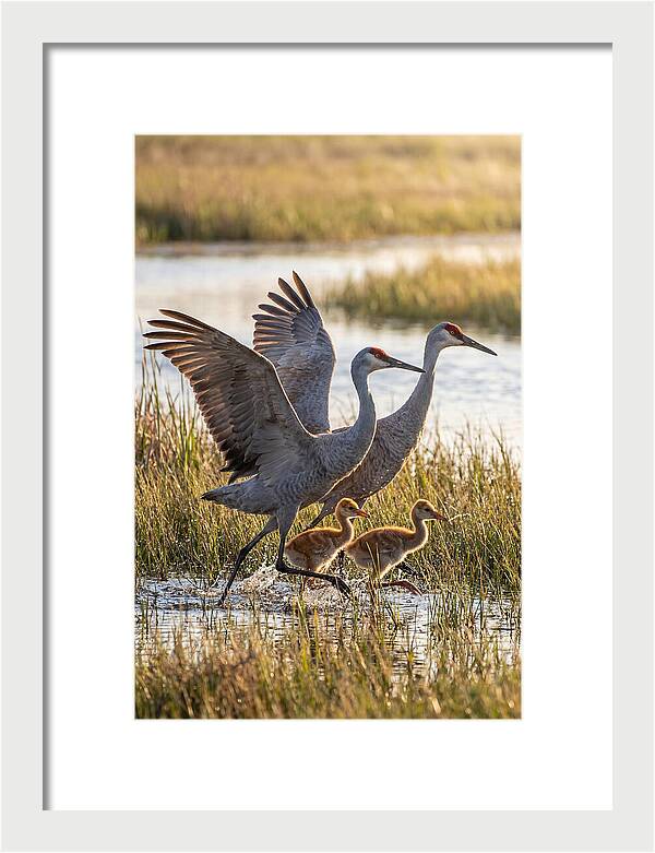 Sandhill Crane Family Running