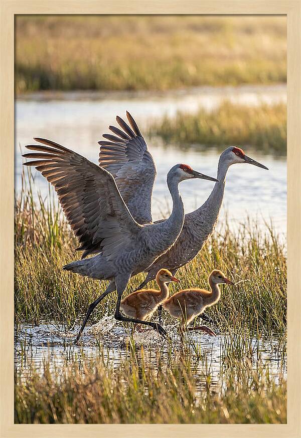 Sandhill Crane Family Running