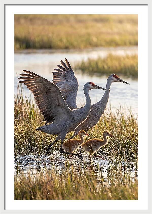 Sandhill Crane Family Running