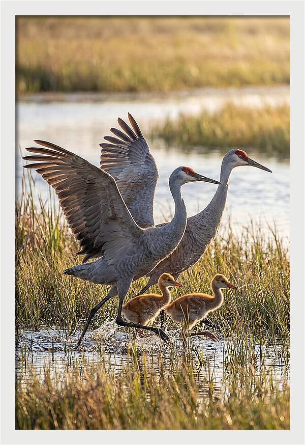Sandhill Crane Family Running