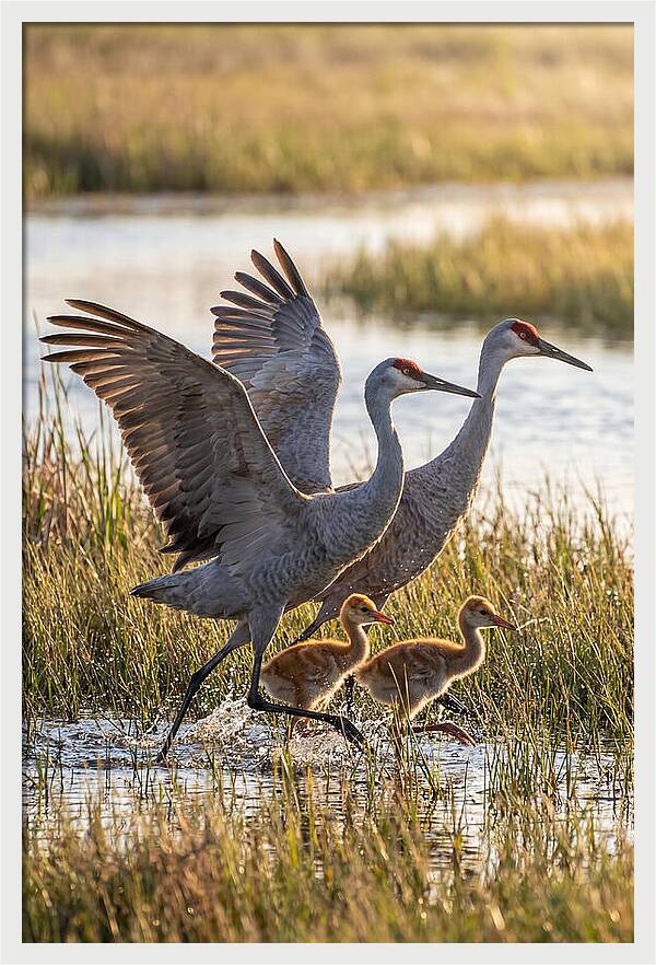 Sandhill Crane Family Running