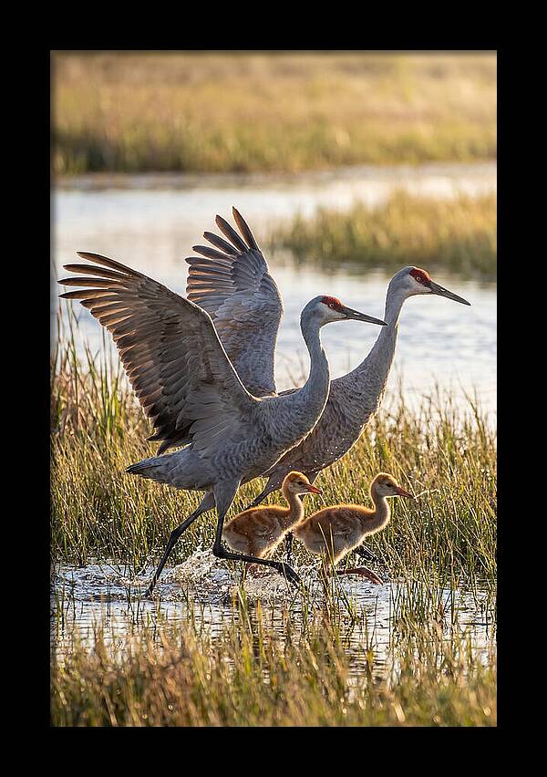 Sandhill Crane Family Running
