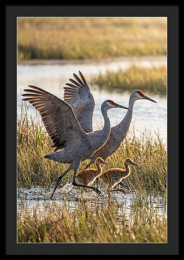 Sandhill Crane Family Running