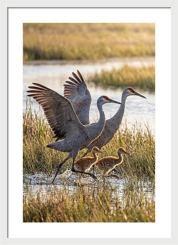 Sandhill Crane Family Running