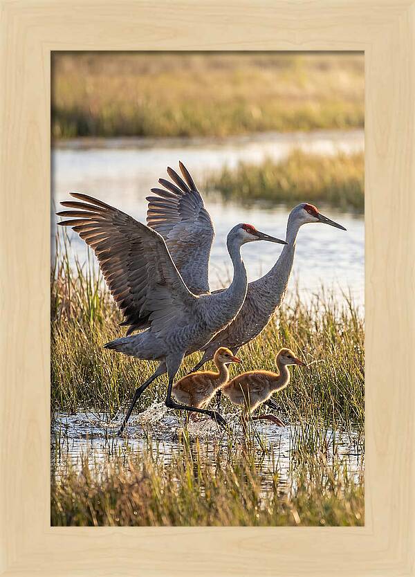 Sandhill Crane Family Running