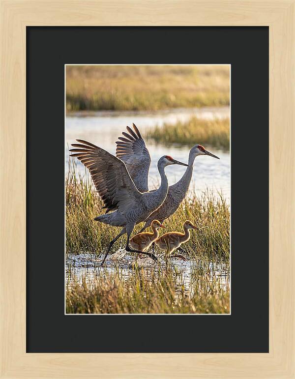 Sandhill Crane Family Running