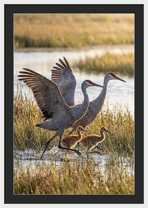 Sandhill Crane Family Running