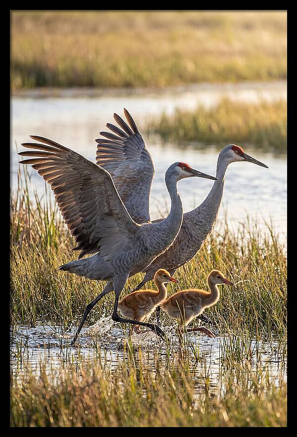Sandhill Crane Family Running