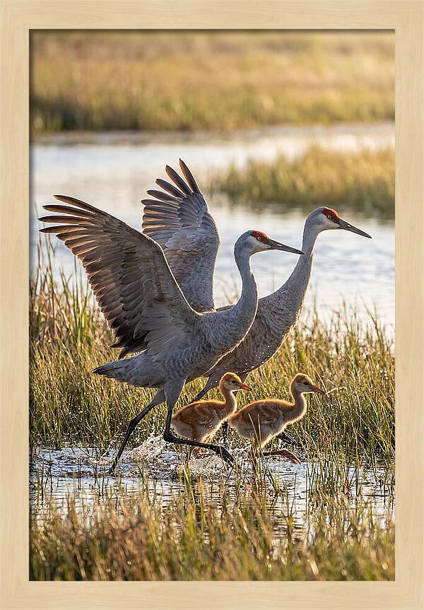 Sandhill Crane Family Running