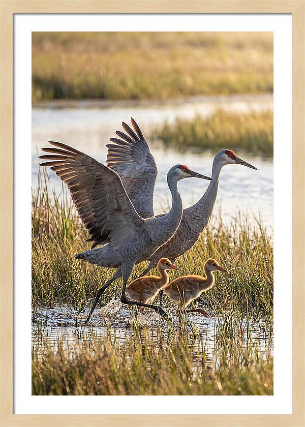 Sandhill Crane Family Running