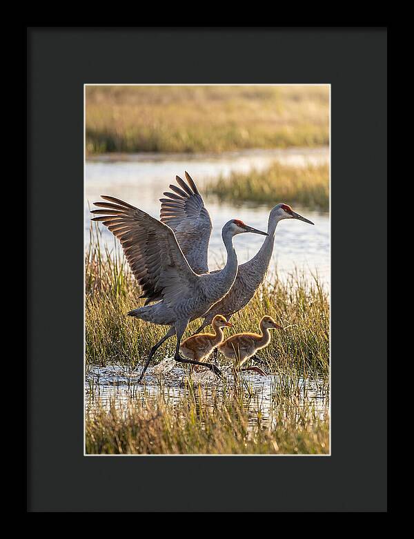 Sandhill Crane Family Running