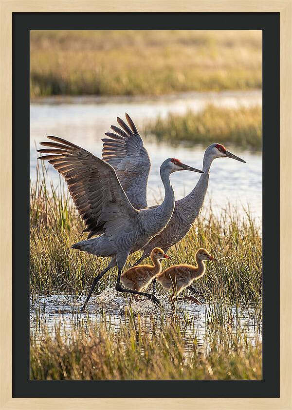 Sandhill Crane Family Running
