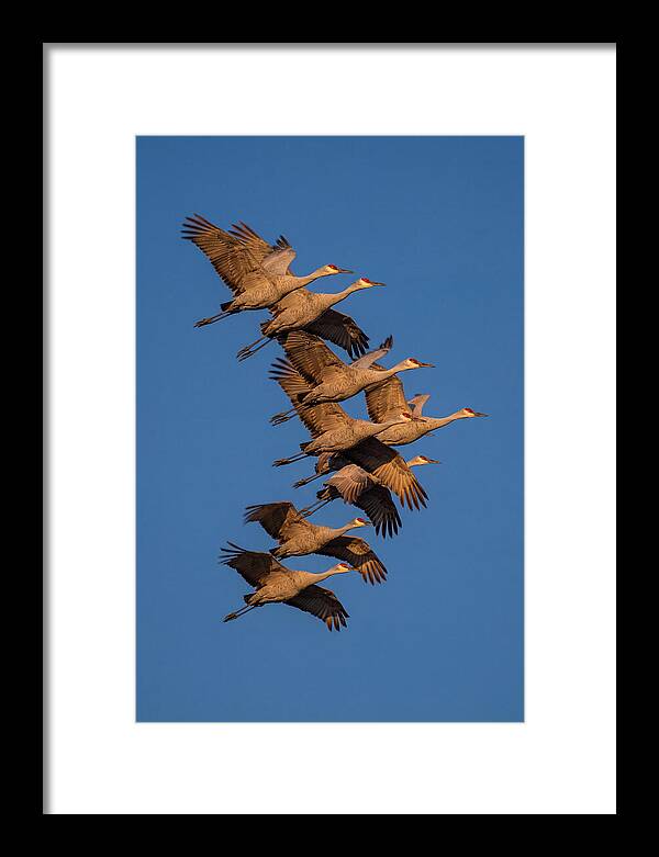 Sandhill Cranes In Flight