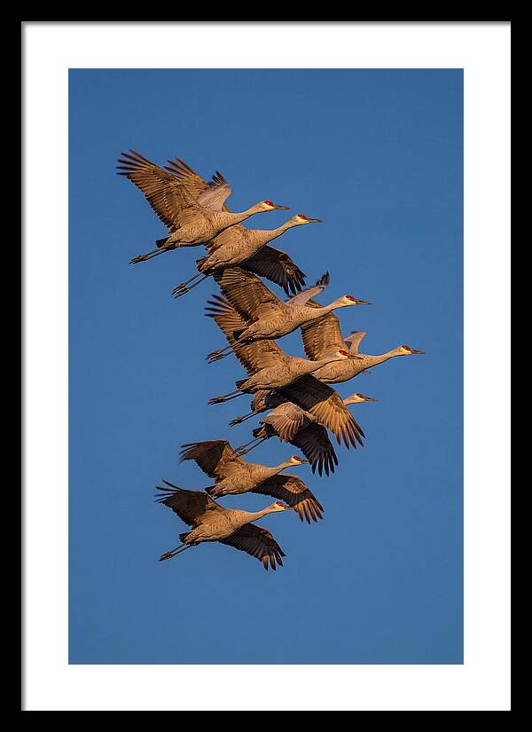 Sandhill Cranes In Flight