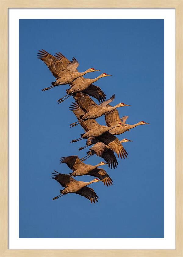 Sandhill Cranes In Flight
