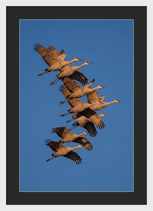 Sandhill Cranes In Flight