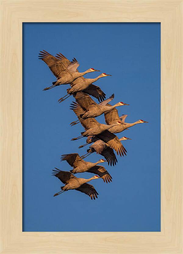Sandhill Cranes In Flight