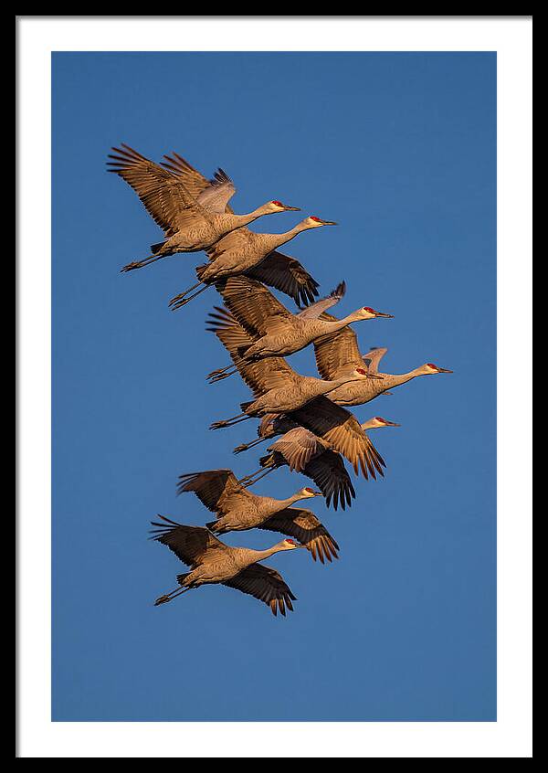 Sandhill Cranes In Flight