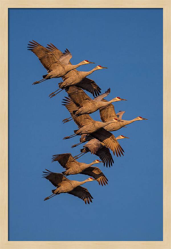 Sandhill Cranes In Flight