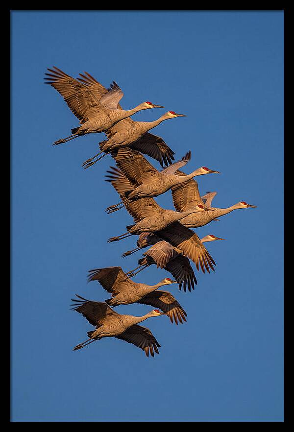 Sandhill Cranes In Flight