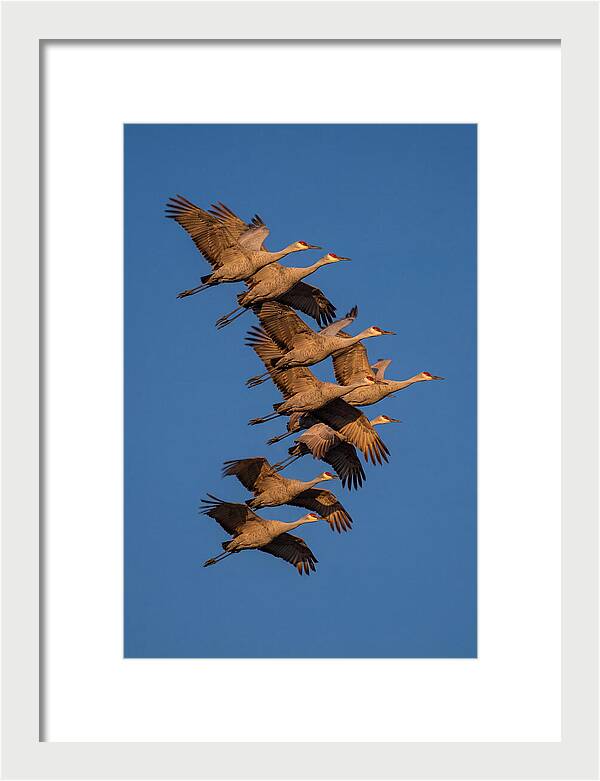 Sandhill Cranes In Flight