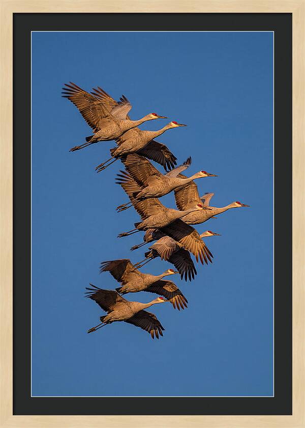 Sandhill Cranes In Flight