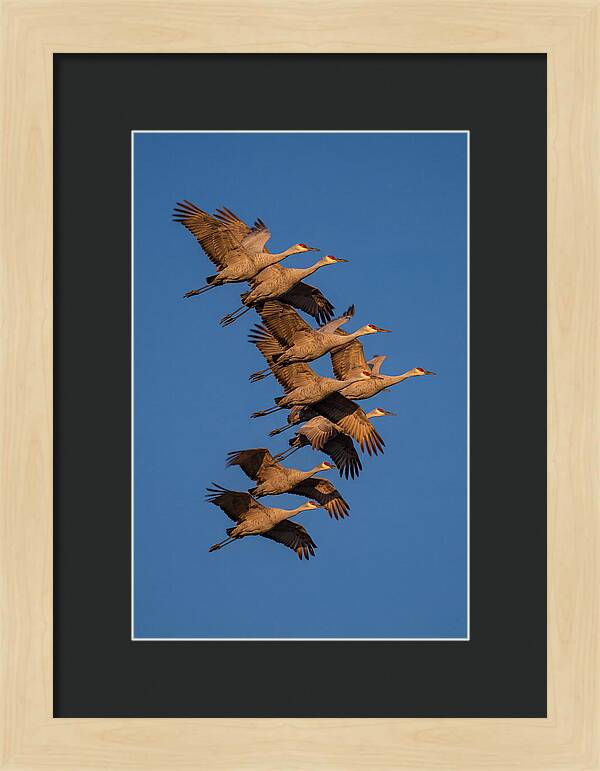 Sandhill Cranes In Flight