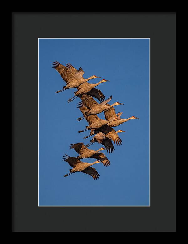 Sandhill Cranes In Flight