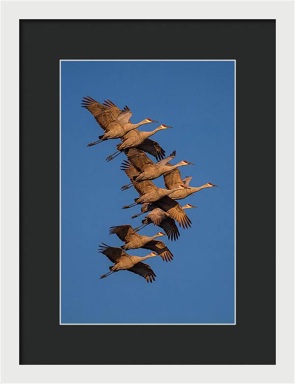 Sandhill Cranes In Flight