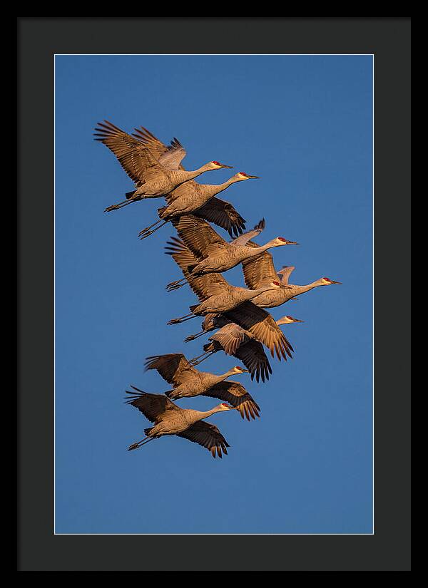 Sandhill Cranes In Flight