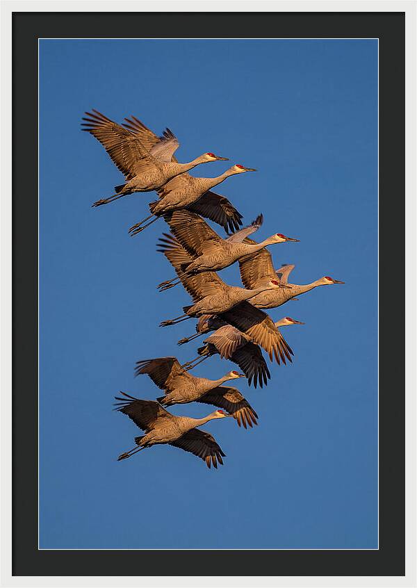 Sandhill Cranes In Flight