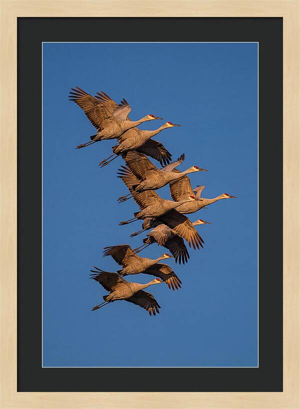 Sandhill Cranes In Flight