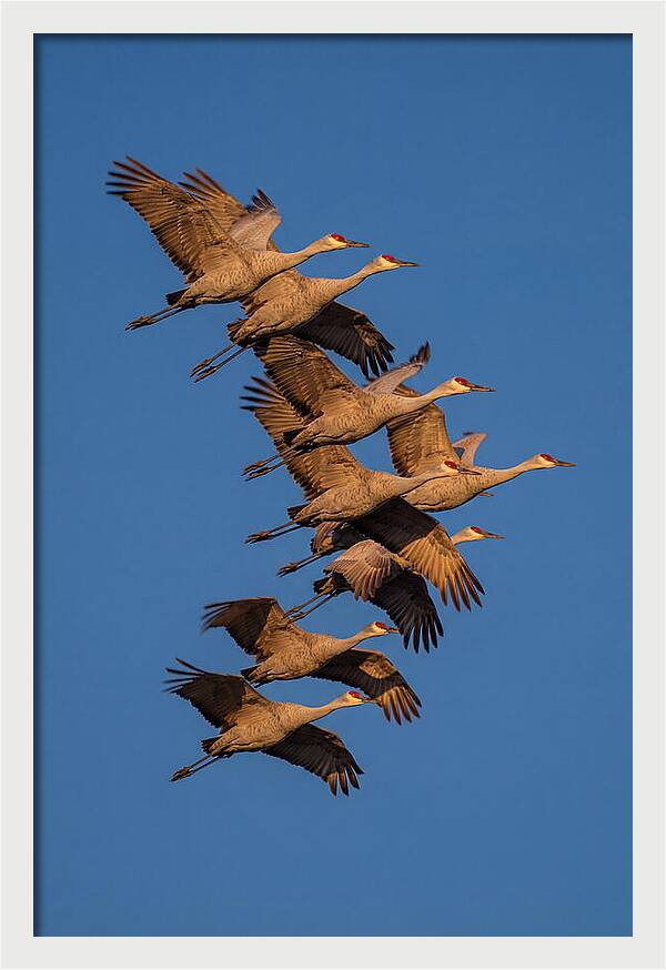 Sandhill Cranes In Flight